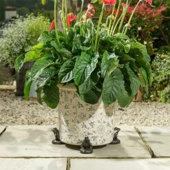 Jardinopia Plant Pot Feet Bronze Frog - Set Of 3 -Garden Care Store 1177294 4