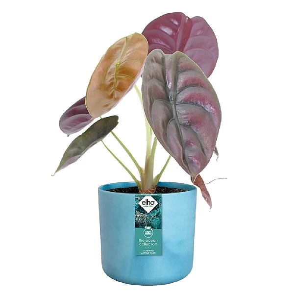 Elho The Ocean Collection Round Pot 22cm Atlantic Blue 2 Elho The Ocean Collection Round Pot 22cm Atlantic Blue - Image 2