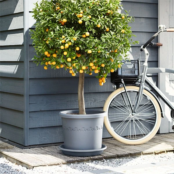Elho Algarve Cilindro Planter With Wheels 40cm 1 Elho Algarve Cilindro Planter With Wheels 40cm